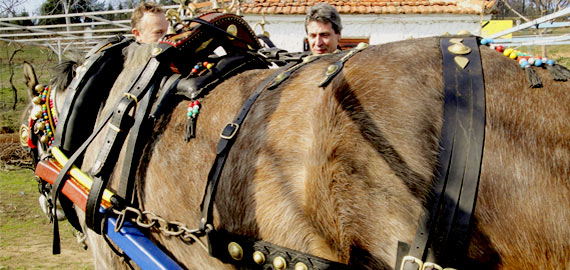 Άλογο ντυμένο με σέλα, χάμουρα, καπίστρια,χαλινάρια και άλλα αξεσουάρ